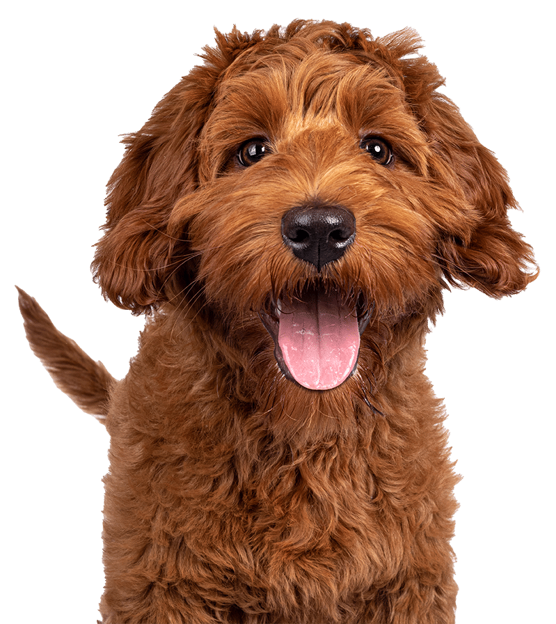 https://www.bio-buddy.com/wp-content/uploads/Biobuddy-dog.png